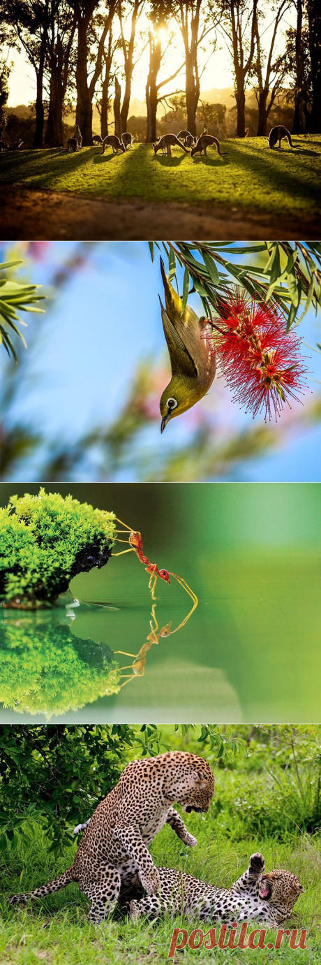 Лучшие фотографии National Geographic за июль 2013 | Fresher - Лучшее из Рунета за день