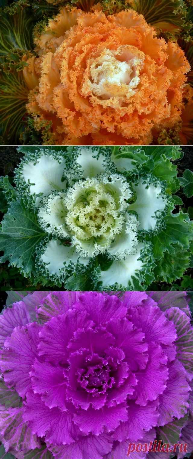 БУКЕТ... КАПУСТЫ....