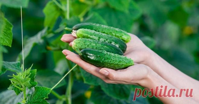 Эффективный способ увеличения урожая. Простой настой из травы, полив которого удваивает число выросших огурчиков. Правила полива и приготовления. Актуально использование в открытом грунте и в теплице.