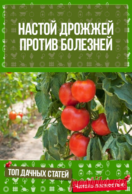 Сохрани себе на доску - ОПРЫСКИВАЮ РАСТЕНИЯ НАСТОЕМ ИЗ ДРОЖЖЕЙ, И МОИ ПОМИДОРЫ И ОГУРЦЫ НИЧЕМ НЕ БОЛЕЮТ!