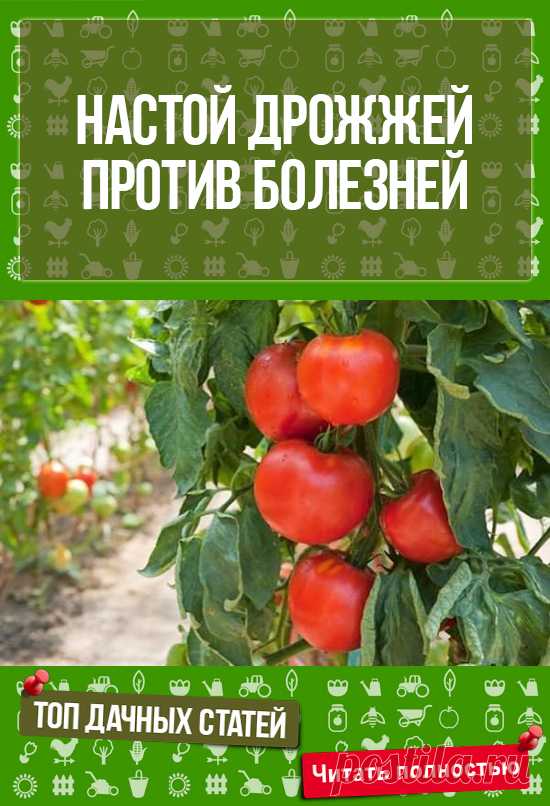 Сохрани себе на доску - ОПРЫСКИВАЮ РАСТЕНИЯ НАСТОЕМ ИЗ ДРОЖЖЕЙ, И МОИ ПОМИДОРЫ И ОГУРЦЫ НИЧЕМ НЕ БОЛЕЮТ!