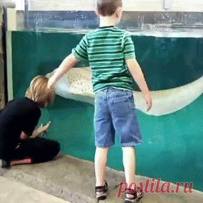 Морские существа могут быть такими веселыми!  Одноклассники