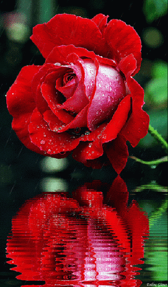 Живые фотографии – Живые картинки – Сообщество – Google+