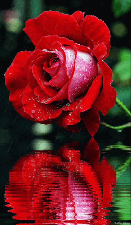 Живые фотографии – Живые картинки – Сообщество – Google+