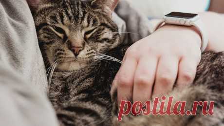 Коты и кошки ложатся на больное место не только чтобы вылечить человека — на воспаленное место их привлекает тепло.