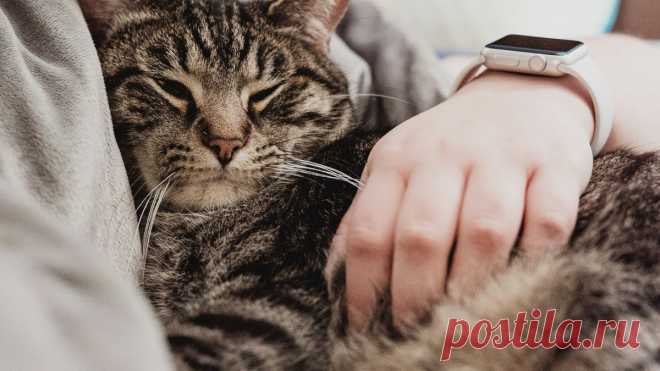 Коты и кошки ложатся на больное место не только чтобы вылечить человека — на воспаленное место их привлекает тепло.