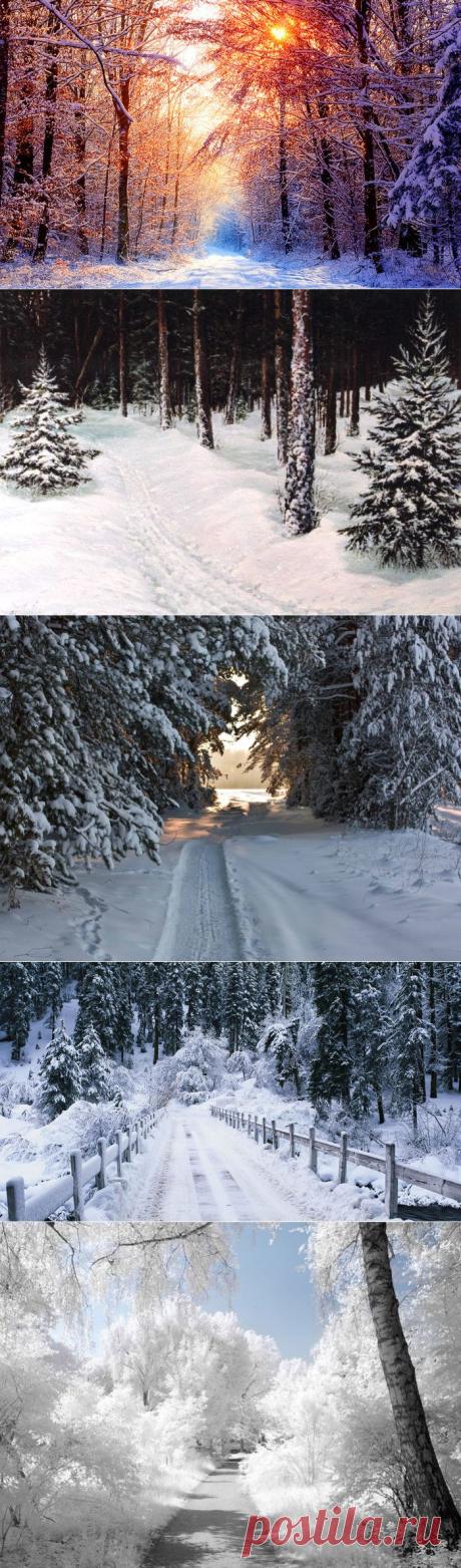 Зимний лес.