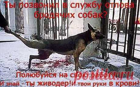 Фонд помощи бездомным животным ...ВЕРНОЕ СЕРДЦЕ.