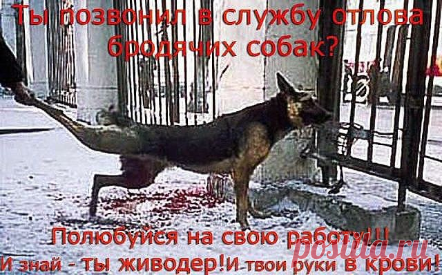 Фонд помощи бездомным животным ...ВЕРНОЕ СЕРДЦЕ.