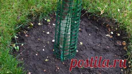 Как уберечь сад от грызунов на Supersadovnik.ru Мыши-полевки и зайцы - заклятые враги плодовых деревьев. Зимой они едят их сочную кору. Сильно поврежденные деревья, как правило, погибают.