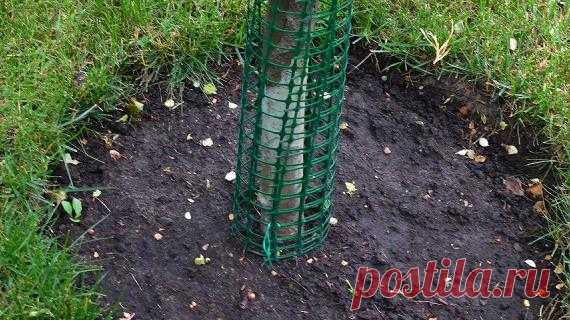 Как уберечь сад от грызунов на Supersadovnik.ru Мыши-полевки и зайцы - заклятые враги плодовых деревьев. Зимой они едят их сочную кору. Сильно поврежденные деревья, как правило, погибают.