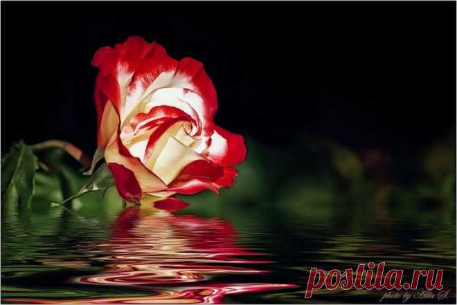 Rose reflection - xmages.net - Pixdaus