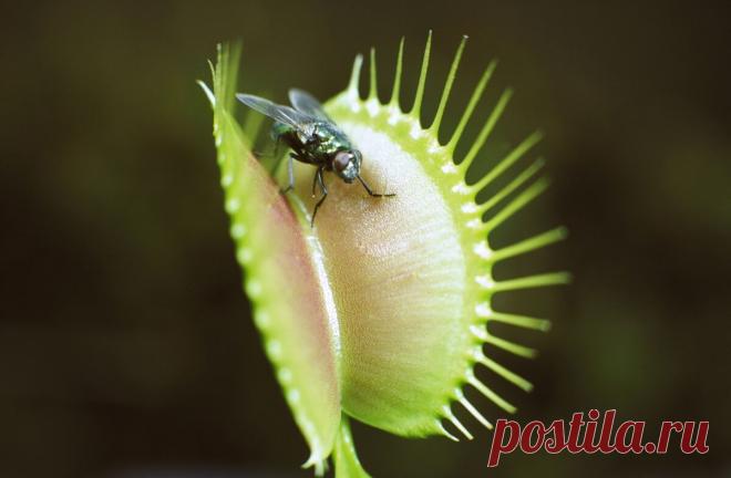 Если вы планируете содержать венерину мухоловку в качестве комнатного растения, помните, что это будет другой опыт, чем содержание фиалки или фикуса. Поскольку они растут только в очень специфических условиях, их содержание в качестве комнатных растений требует немного больше усилий, чем просто посадка их в горшки и размещение на солнечном окне.