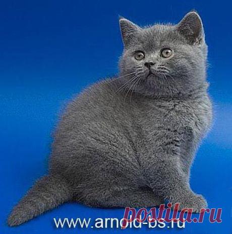 Приложение &quot;Открытки&quot;
Алёнка С