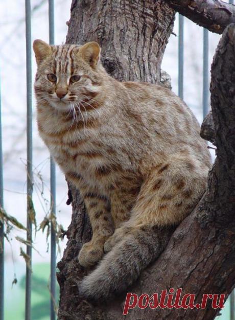 Амурский (дальневосточный) лесной кот: описание, много фото