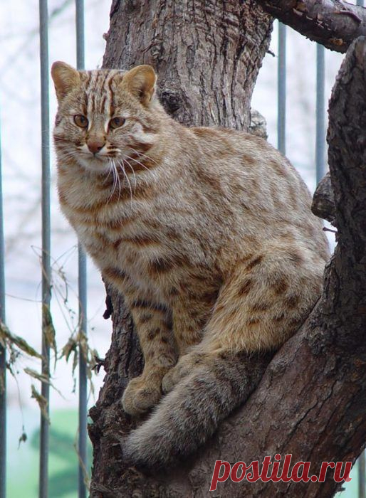 Амурский (дальневосточный) лесной кот: описание, много фото