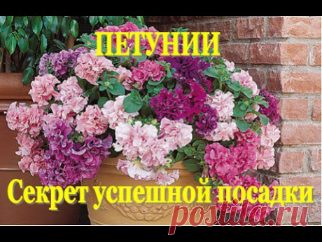 ПЕТУНИЯ. Секрет успешной посадки от YuLianka1981 (всхожесть 100%)