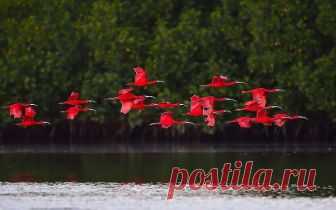 Красный ибис – удивительно красивые птицы из отряда аистообразных, семейства ибисовых.