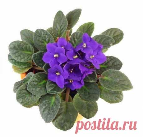 Дневник Сахарина