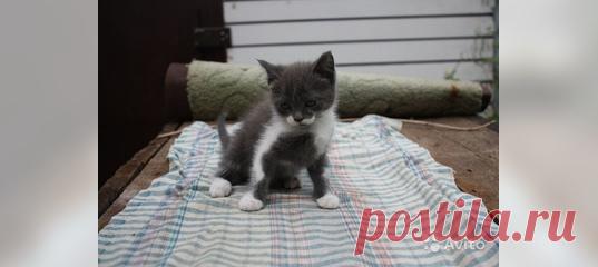 Котята ищут дом. Анапа