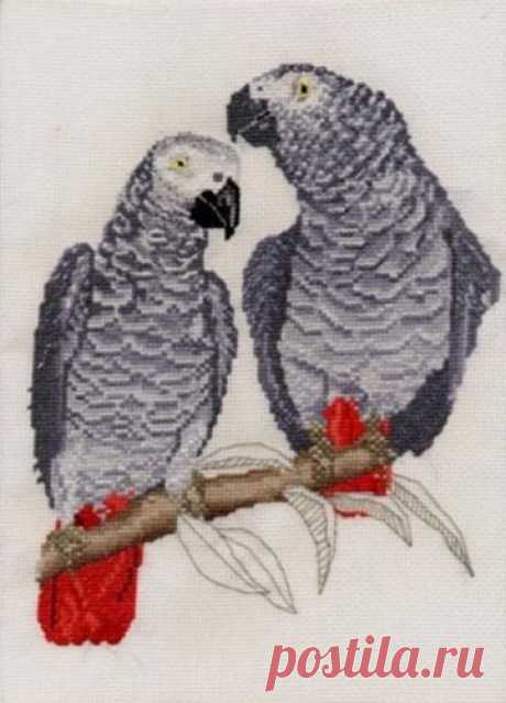 Rojo Y Amarillo / Azul Y Amarillo guacamayos, Africana Gris Loros Cross Stitch Kits 14s | eBay