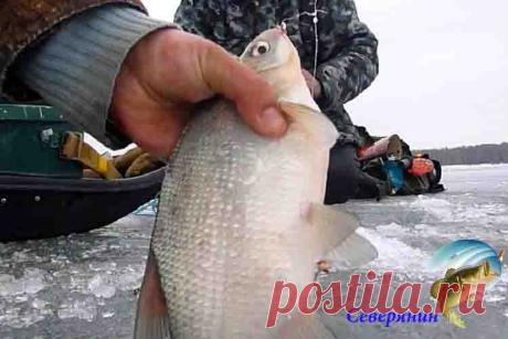 Ловля леща на комбайн Многие рыболовы являются поклонниками и почитателями рыбалки в зимний период года, но такая рыбалка не всегда заканчивается уловом. Для увеличения улова в зимний период года была создана специальна…