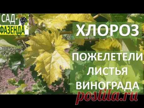 Хлороз винограда. Пожелтение листьев винограда. как бороться