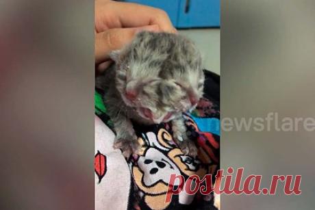 Кошка родила здорового четырехглазого котенка с двумя ртами и одной головой. В таиландской провинции Самутпракан родился необычный котенок. У него одна голова, но четыре глаза, два носа и два рта, которые двигаются синхронно. Его хозяин утверждает, что, несмотря на странную внешность, котенок совершенно здоров и ведет себя точно так же, как его собратья из того же помета.