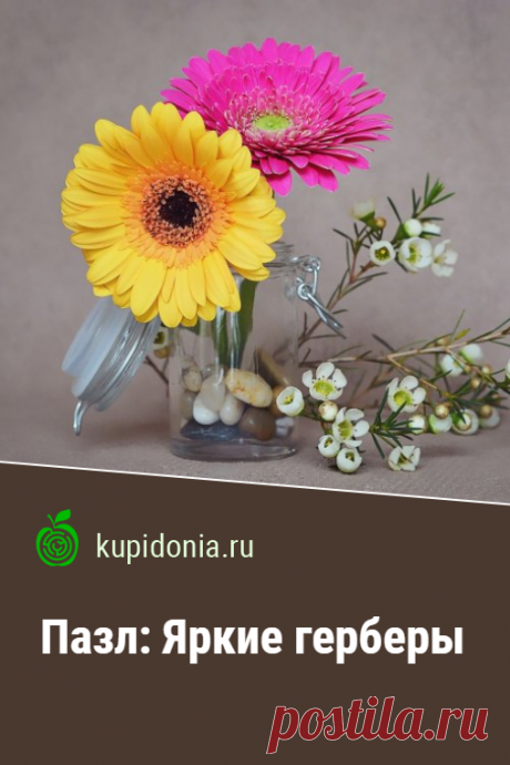 Пазл: Яркие герберы. Красивый пазл с двумя герберами из серии «Пазлы с цветами онлайн». Собирай пазлы онлайн на сайте.
