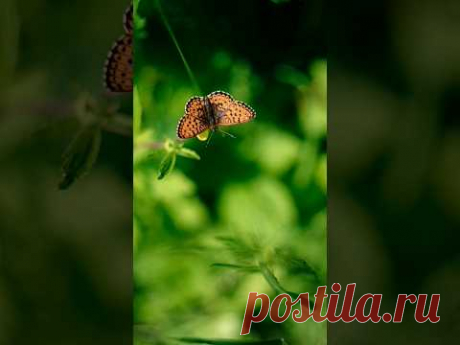 как видит телефон 📱 и как видит зеркалка📸 #helios44