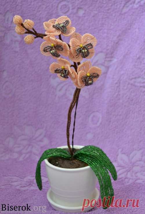 "Orchid Bead" Орхидея из бисера / Цветы / Biserok.org