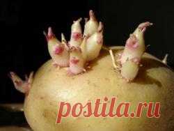 Картофельные ростки способны вылечить астму и рак.