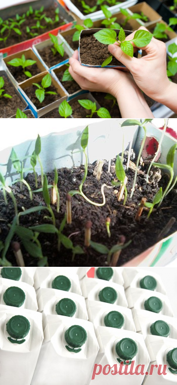 Зимние посевы: как вырастить коренастую рассаду в коробке из-под соков