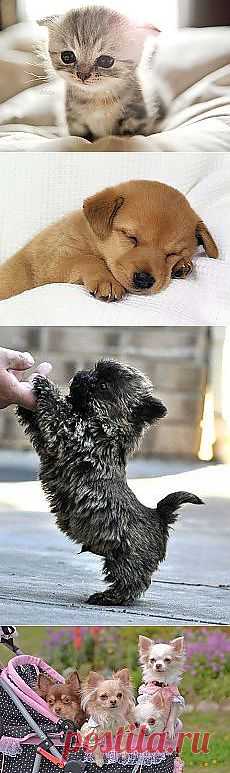 Svetlana Minelli: Зверье мое | Постила.ru