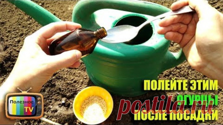 ПОЛЕЙТЕ ЭТИМ ОГУРЦЫ ПОСЛЕ ПОСАДКИ ПОЛУЧИТЕ БЫСТРЫЕ ВСХОДЫ И БОЛЬШОЙ УРОЖАЙ