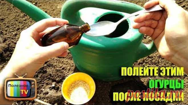 ПОЛЕЙТЕ ЭТИМ ОГУРЦЫ ПОСЛЕ ПОСАДКИ ПОЛУЧИТЕ БЫСТРЫЕ ВСХОДЫ И БОЛЬШОЙ УРОЖАЙ