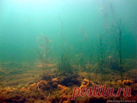 Underwater landscapes - Таманский залив 2007