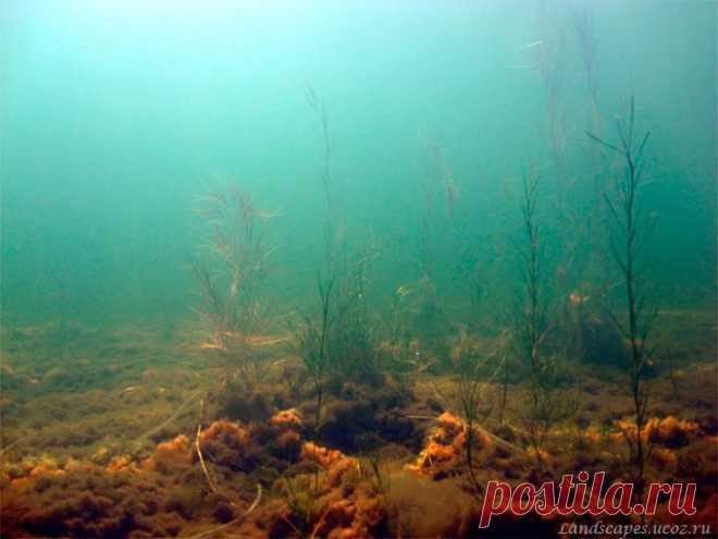 Underwater landscapes - Таманский залив 2007