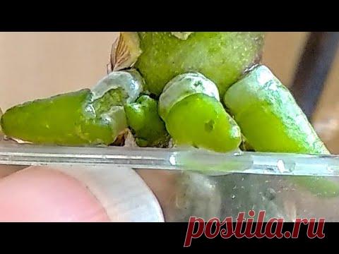 ПОЛОЖИ орхидеи ЛОЖКУ* борной кислоты! орхидеи ОЖИВЯТ корни! орхидеи ПРОБУЖДЕНИЯ! орхидеи ДАЙ В ЖАРУ!