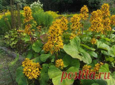 Бузульник: посадка и уход, виды и сорта. Фото бузульника. Бузульник Пржевальского.