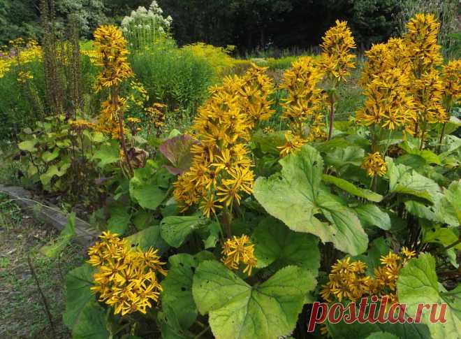 Бузульник: посадка и уход, виды и сорта. Фото бузульника. Бузульник Пржевальского.