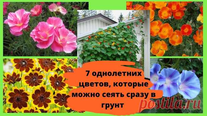 7 однолетних цветов, которые можно сеять сразу в грунт, без выращивания рассады Многие цветы нужно выращивать рассадой, а это довольно утомительное и затратное по времени занятие. К сожалению, бывает и такое, что  рассада иногда погибает...