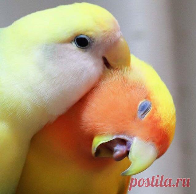 20 курьезов с птичками, которые оказались тем еще веселым хулиганьем