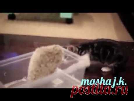 Приёмная мама для ежат.