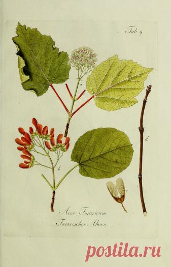 Общее древовидение в Австрии: или изображения отечественных и зарубежных деревьев и кустарников, посадка которых возможна и полезна в Австрии: Шмидт, Франц, 1751-1835 гг.: Бесплатная загрузка, заимствование и потоковая передача: Интернет-архив