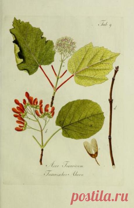 Общее древовидение в Австрии: или изображения отечественных и зарубежных деревьев и кустарников, посадка которых возможна и полезна в Австрии: Шмидт, Франц, 1751-1835 гг.: Бесплатная загрузка, заимствование и потоковая передача: Интернет-архив