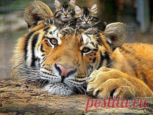 Усатый нянь)))