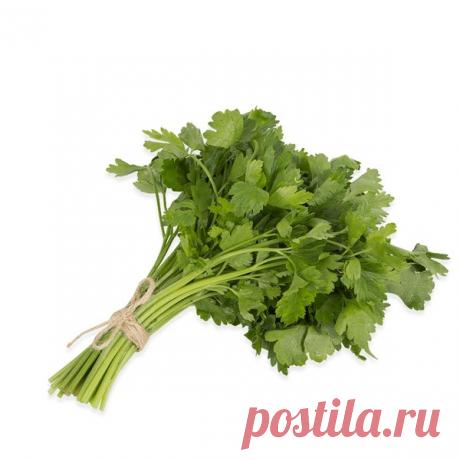 Сок петрушки—один из сильнейших соков по воздействию на организм – ""БУДЬТЕ ЗДОРОВЫ !, пользователь Ириша Романова | Группы Мой Мир