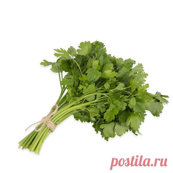 Сок петрушки—один из сильнейших соков по воздействию на организм – 