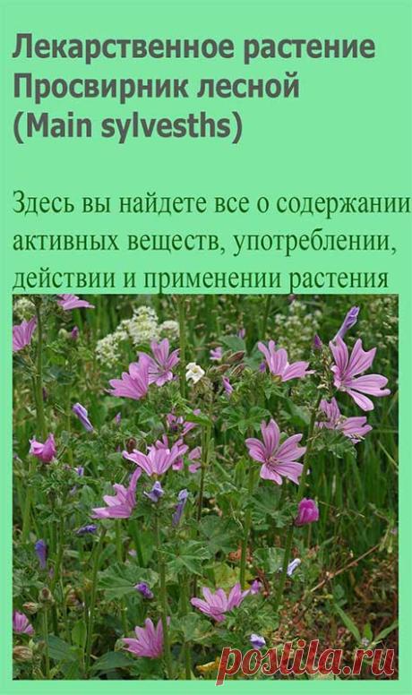 Лекарственное растение Просвирник лесной (Main sylvesths). Двух- или многолетнее растение высотой 20-120 см с полегающими стеблями. Листья округлые, 5-7-лопастные, городчатые. Цветки собраны по 2-6 в пазухах листьев. Лепестки у основания густобахромчатые, розово-фиолетовые, с темными (обычно 3-мя) полосками, в 3-4 раза длиннее чашечки. Плодоножки не загнуты вниз, как у просвирника пренебреженного (М. neglecta), а прямостоячие или отклоняющиеся.